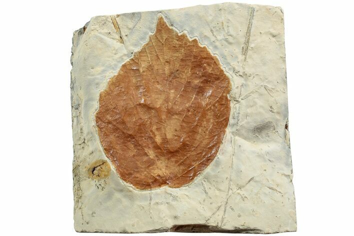 Fossil Leaf (Davidia) - Montana #223806